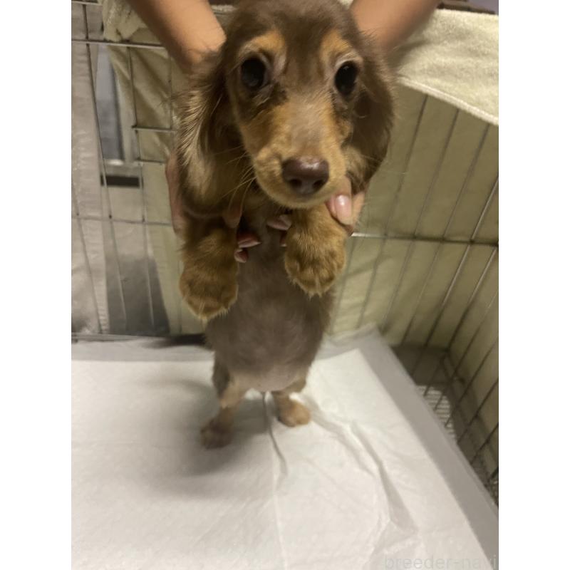 販売中の沖縄県のミニチュアダックスフンド(ロングヘアード)-426248の3枚目