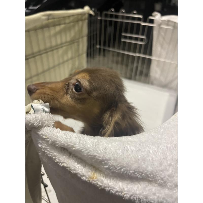 販売中の沖縄県のミニチュアダックスフンド(ロングヘアード)-426248の2枚目