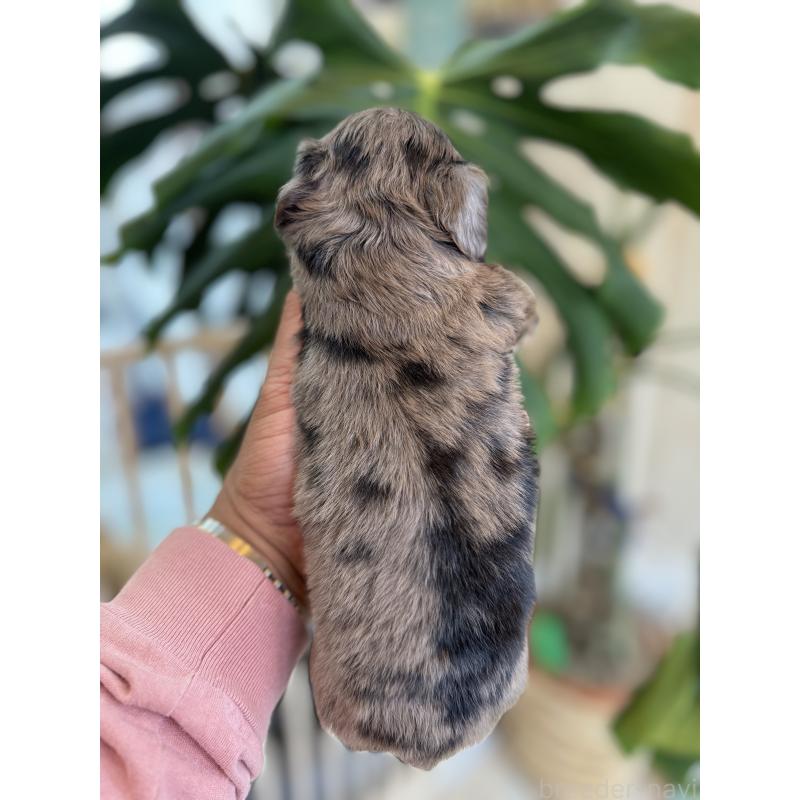 販売中の静岡県のチワックス:チワワ×ミニチュアダックスフンド-426250の4枚目