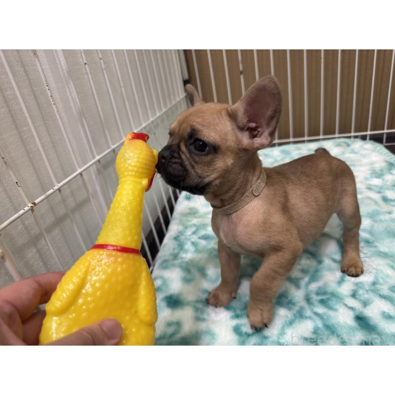 販売中の福井県のフレンチブルドッグ-417248の5枚目