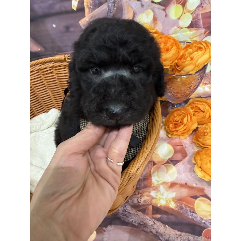 販売中の兵庫県のスタンダードプードル-421995