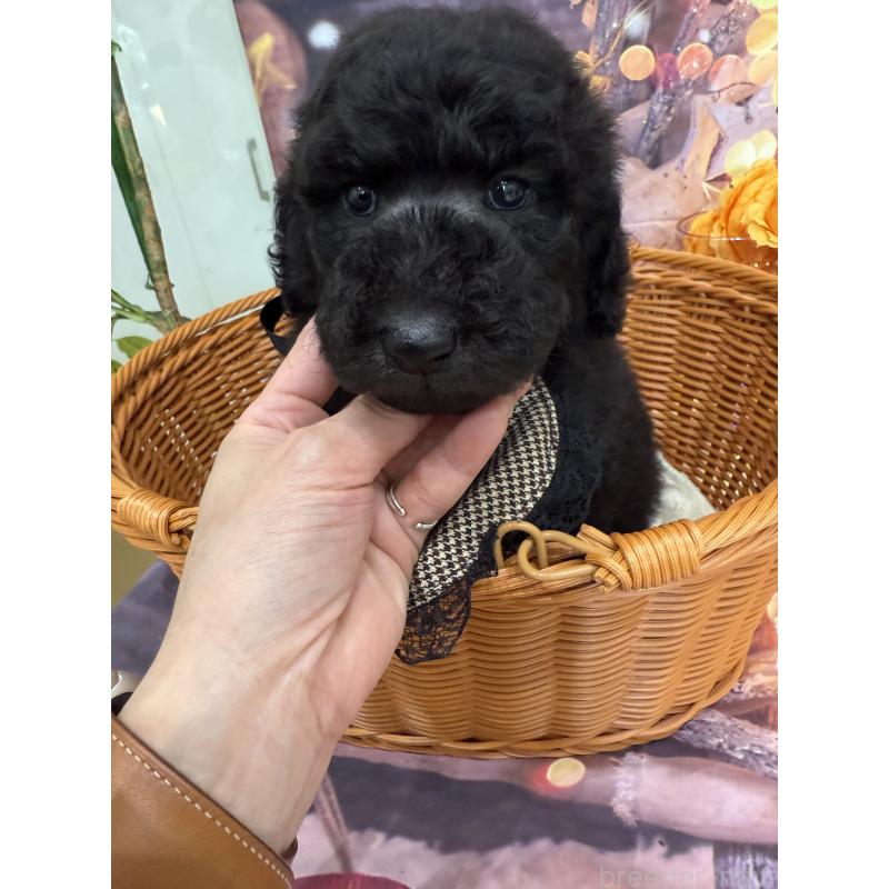 販売中の兵庫県のスタンダードプードル-421995の5枚目