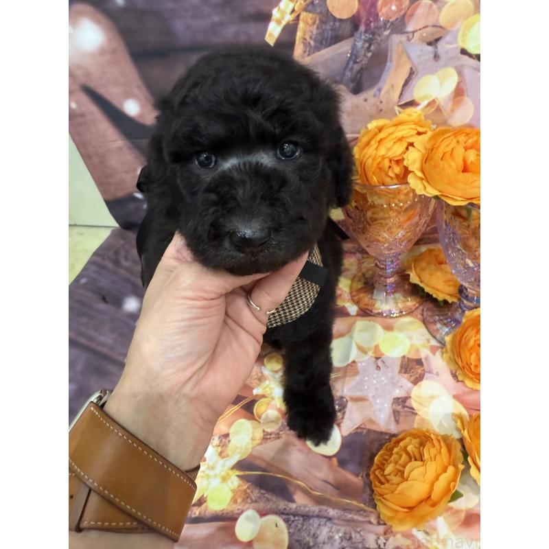 販売中の兵庫県のスタンダードプードル-421995の4枚目