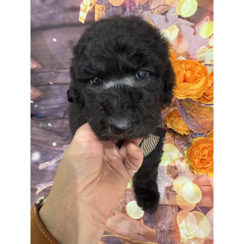 販売中の兵庫県のスタンダードプードル-421995の3枚目