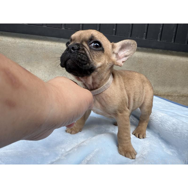 販売中の福井県のフレンチブルドッグ-417248の4枚目