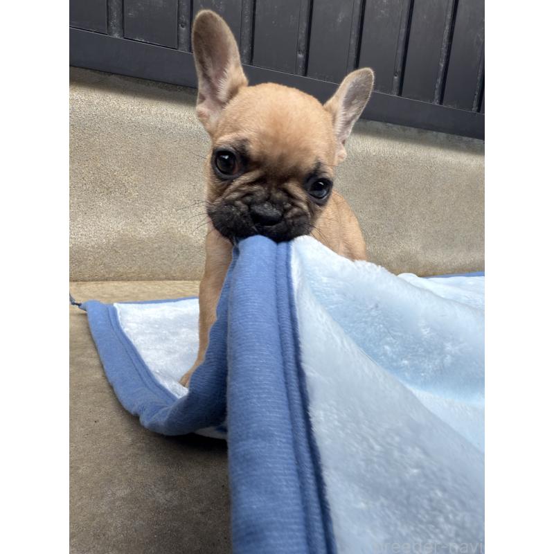 販売中の福井県のフレンチブルドッグ-417248の3枚目