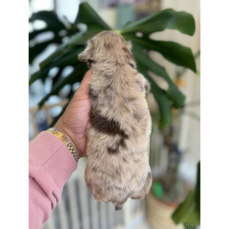 販売中の静岡県のチワックス:チワワ×ミニチュアダックスフンド-426251の5枚目