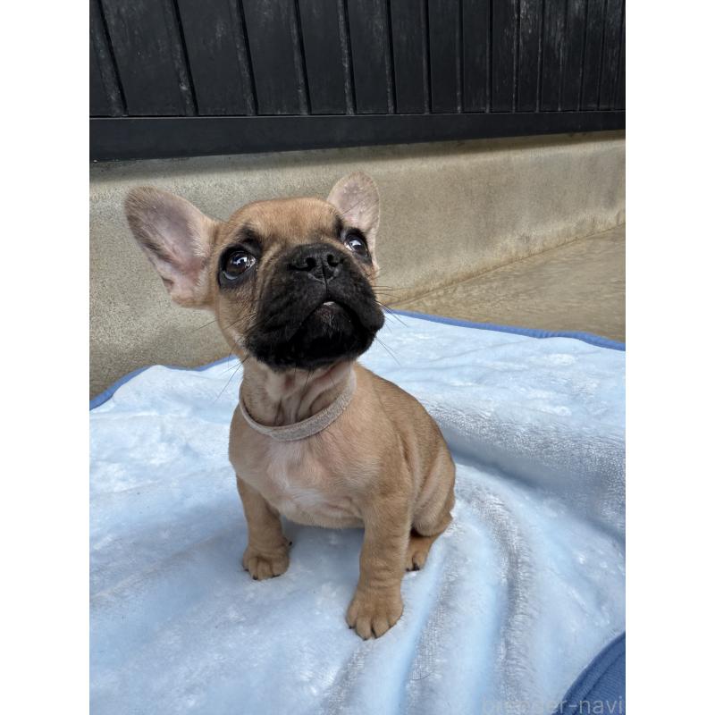 販売中の福井県のフレンチブルドッグ-417248の2枚目