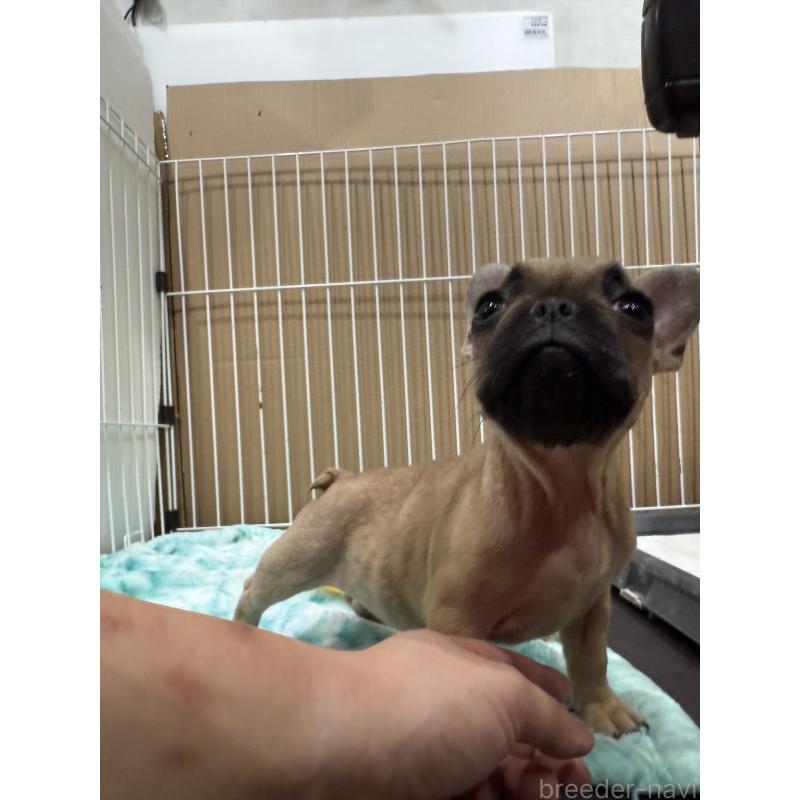 販売中の福井県のフレンチブルドッグ-426252の4枚目