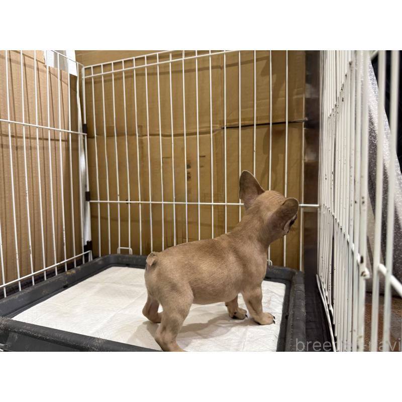 販売中の福井県のフレンチブルドッグ-426252の3枚目