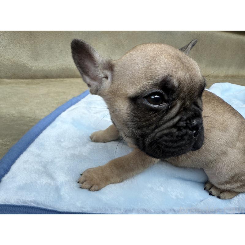 販売中の福井県のフレンチブルドッグ-426254の3枚目