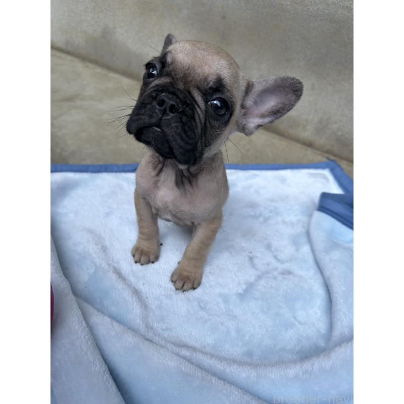 販売中の福井県のフレンチブルドッグ-426254の2枚目