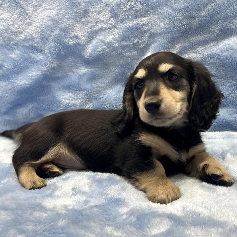 販売中の大阪府のミニチュアダックスフンド(ロングヘアード)-420114