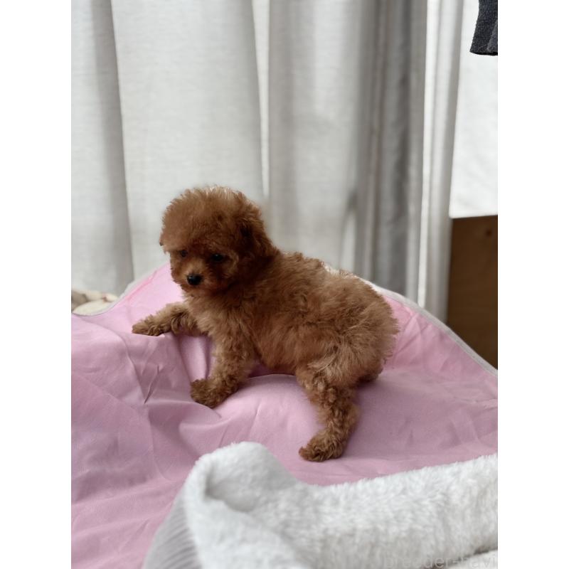 販売中の埼玉県のタイニープードル-426256の10枚目