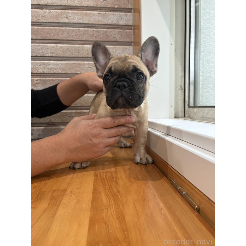 販売中の山形県のフレンチブルドッグ-426255の9枚目