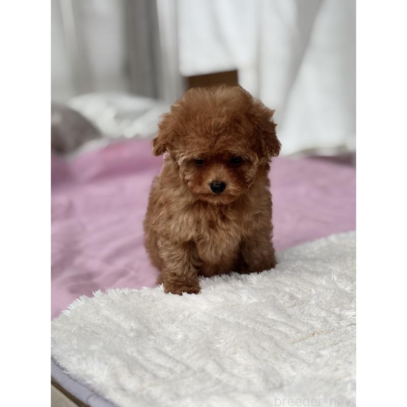 販売中の埼玉県のタイニープードル-426256の9枚目