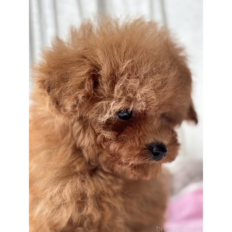 販売中の埼玉県のタイニープードル-426256の8枚目