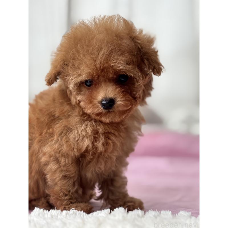 販売中の埼玉県のタイニープードル-426256の7枚目