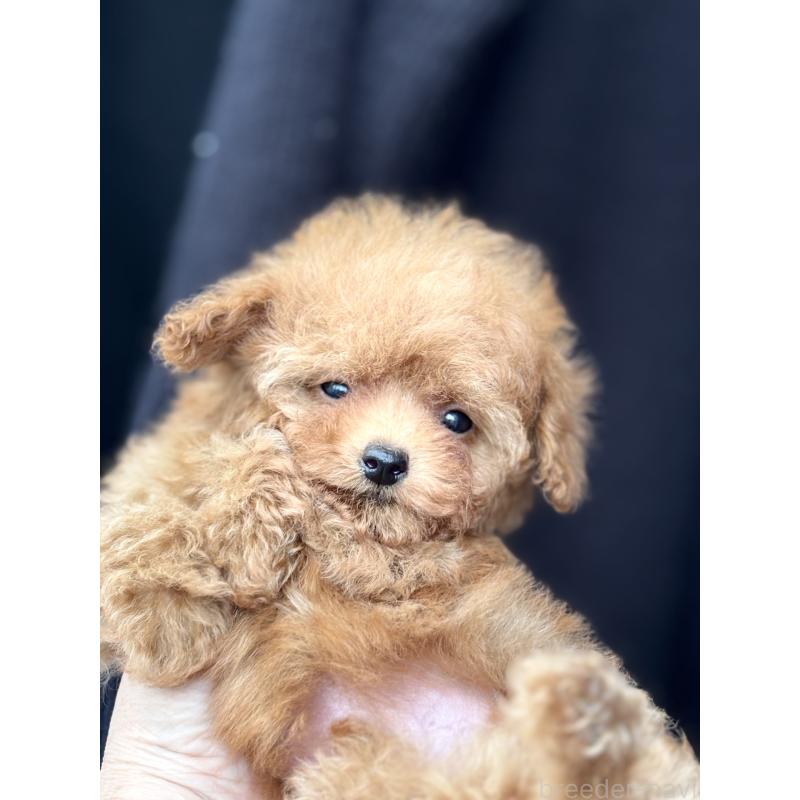 販売中の埼玉県のタイニープードル-426256の6枚目