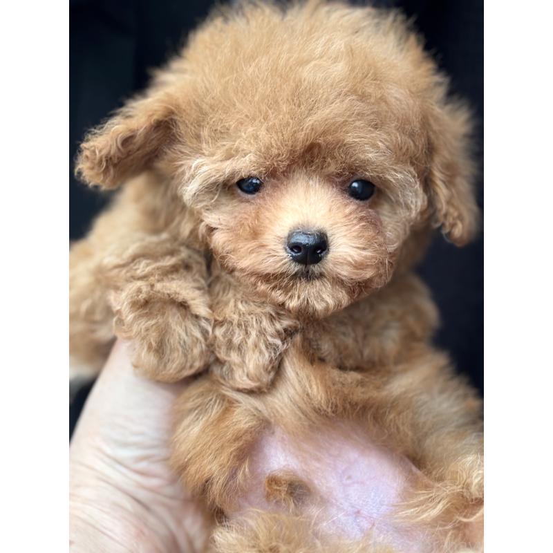 販売中の埼玉県のタイニープードル-426256の5枚目