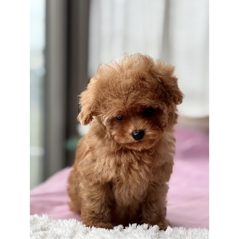 販売中の埼玉県のタイニープードル-426256の4枚目