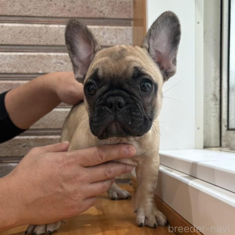 販売中の山形県のフレンチブルドッグ-426255の1枚目