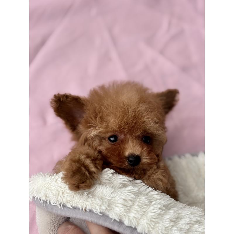 販売中の埼玉県のタイニープードル-426256の3枚目