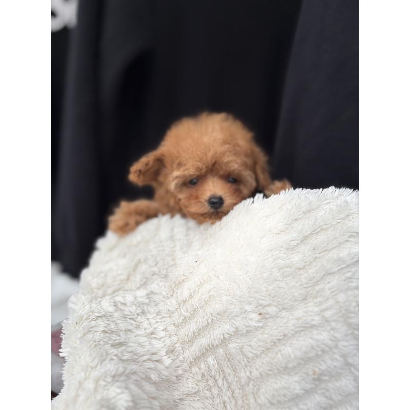 販売中の埼玉県のタイニープードル-426256の2枚目