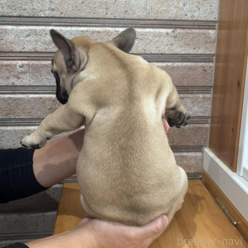 販売中の山形県のフレンチブルドッグ-426255の8枚目