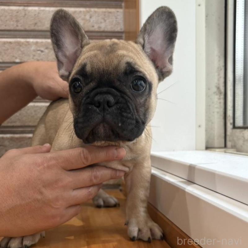 販売中の山形県のフレンチブルドッグ-426255の7枚目