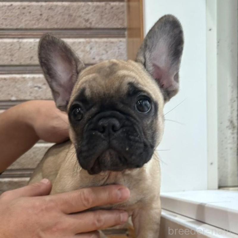 販売中の山形県のフレンチブルドッグ-426255の6枚目