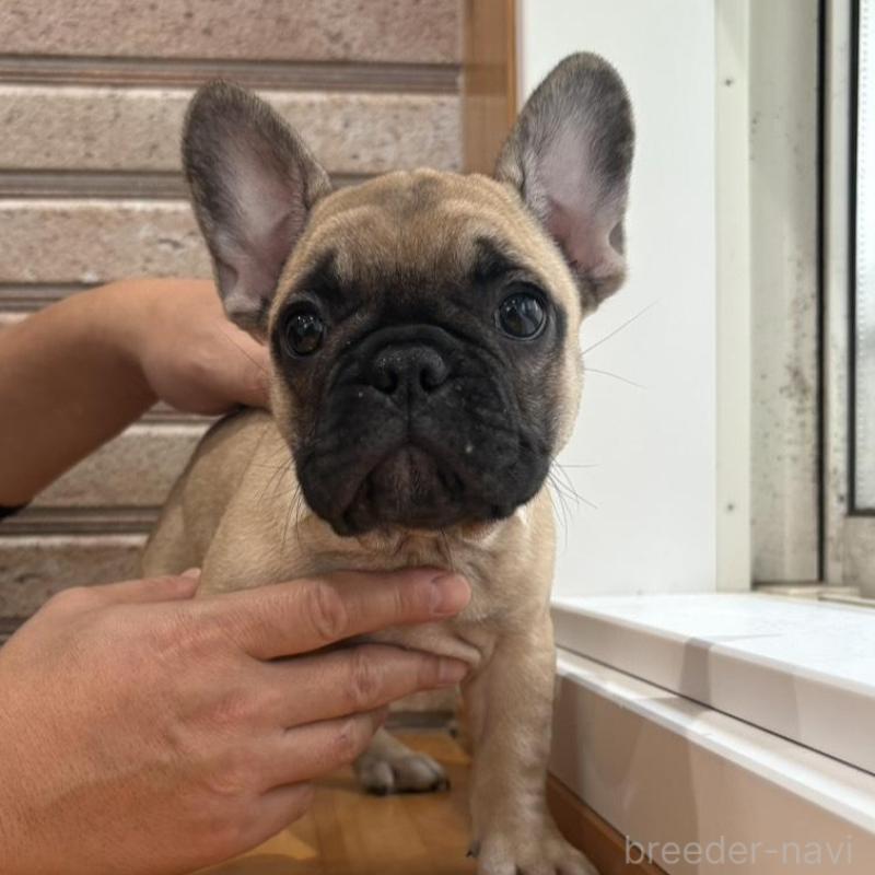 販売中の山形県のフレンチブルドッグ-426255の5枚目