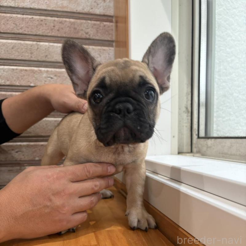 販売中の山形県のフレンチブルドッグ-426255の4枚目