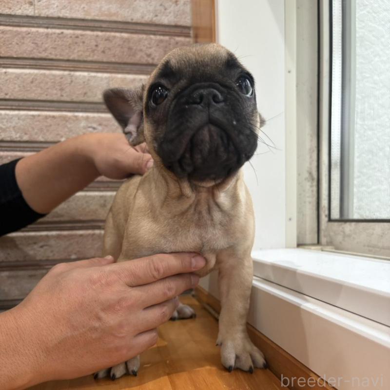 販売中の山形県のフレンチブルドッグ-426255の3枚目