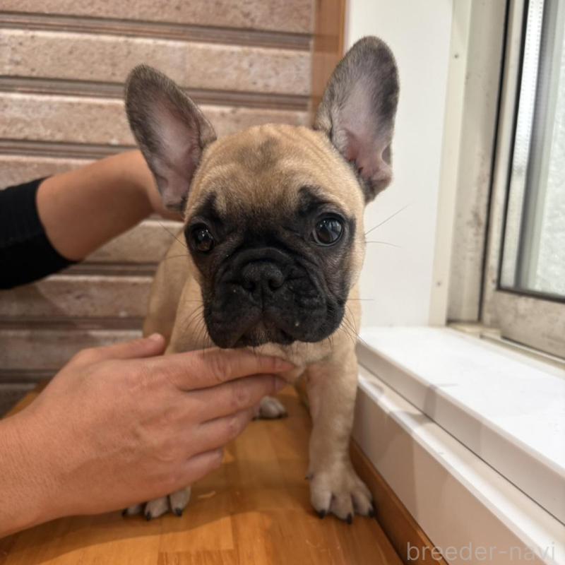 販売中の山形県のフレンチブルドッグ-426255の2枚目