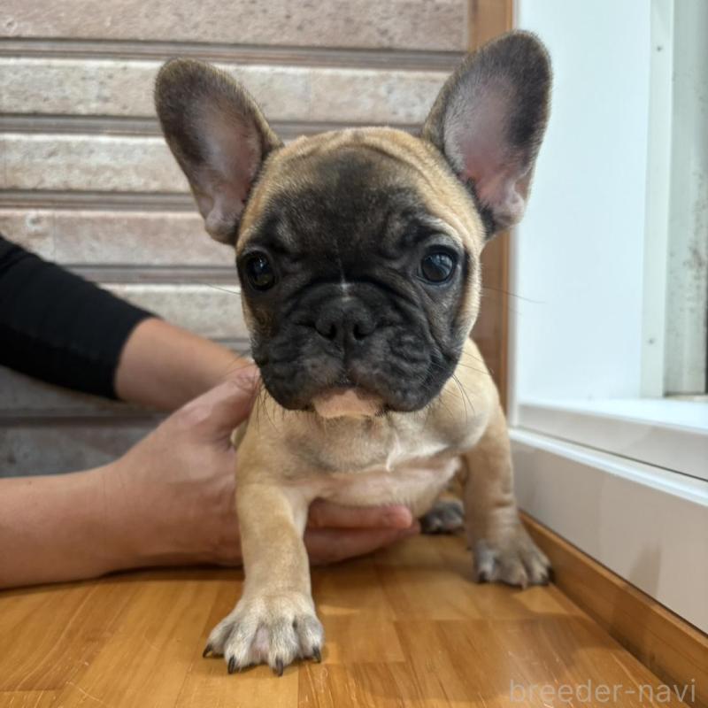 販売中の山形県のフレンチブルドッグ-426257の9枚目