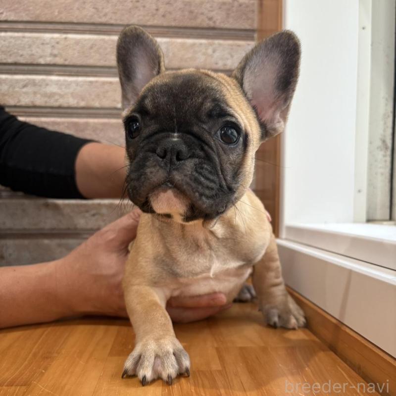 販売中の山形県のフレンチブルドッグ-426257の8枚目