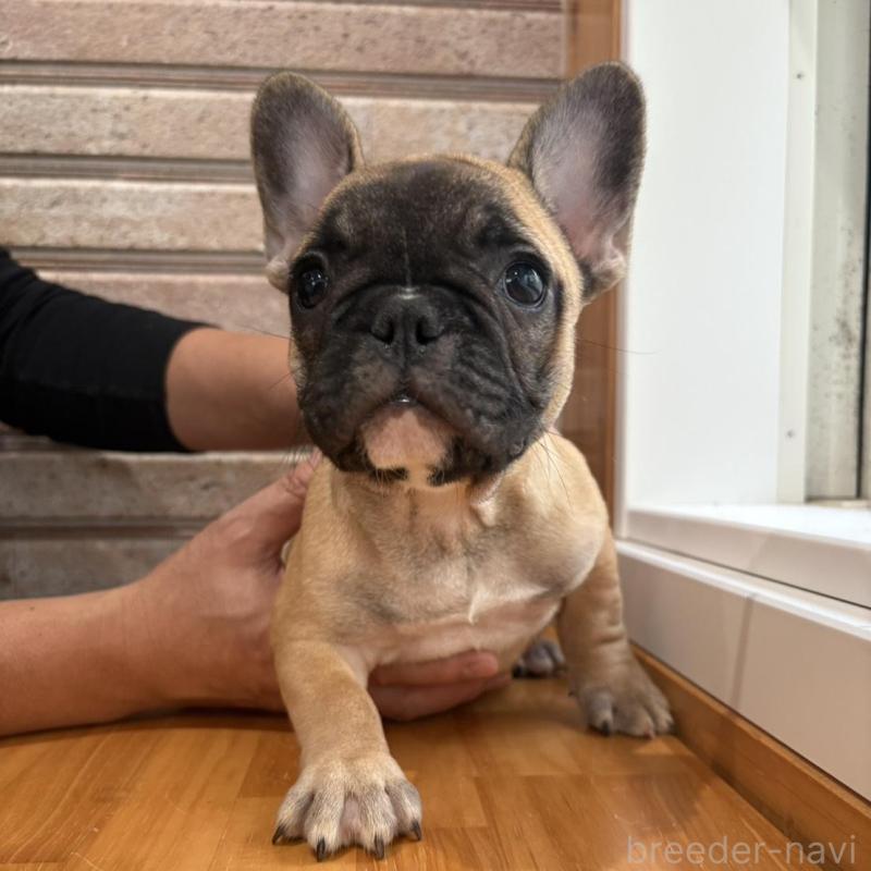 販売中の山形県のフレンチブルドッグ-426257の7枚目