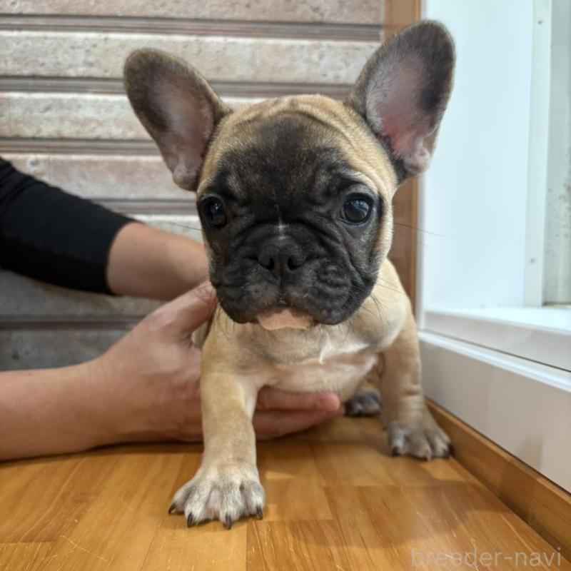 販売中の山形県のフレンチブルドッグ-426257の6枚目