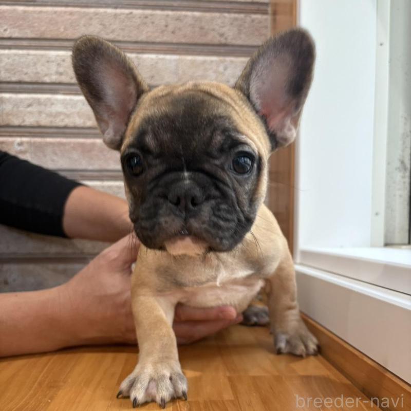 販売中の山形県のフレンチブルドッグ-426257の5枚目