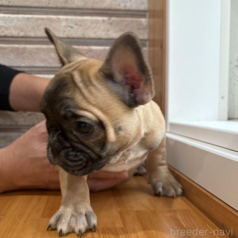 販売中の山形県のフレンチブルドッグ-426257の4枚目