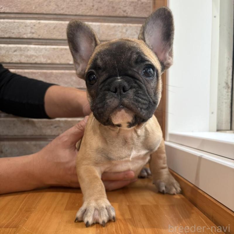 販売中の山形県のフレンチブルドッグ-426257の3枚目