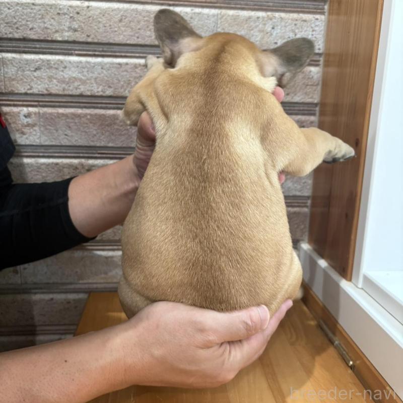 販売中の山形県のフレンチブルドッグ-426257の2枚目