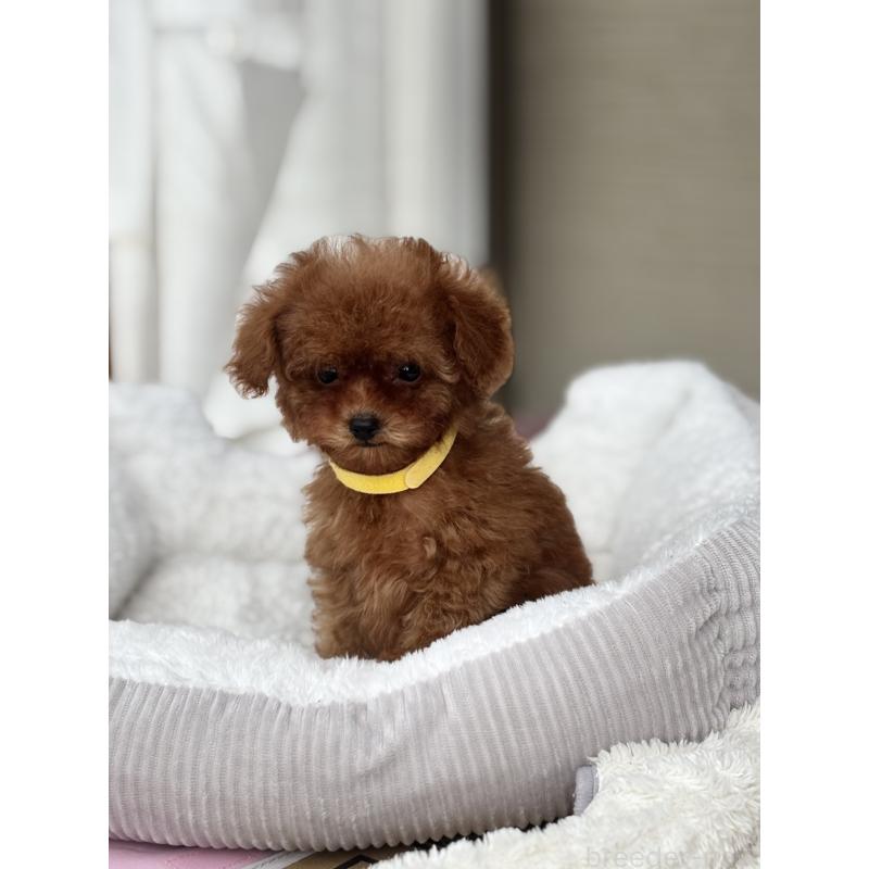 販売中の埼玉県のタイニープードル-426259の7枚目