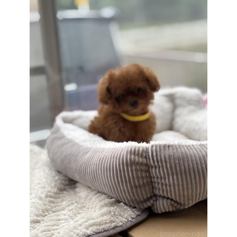 販売中の埼玉県のタイニープードル-426259の6枚目