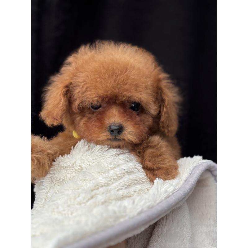 販売中の埼玉県のタイニープードル-426259の5枚目