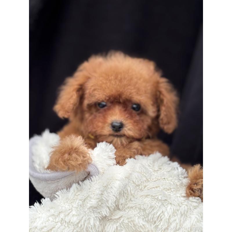 販売中の埼玉県のタイニープードル-426259の4枚目