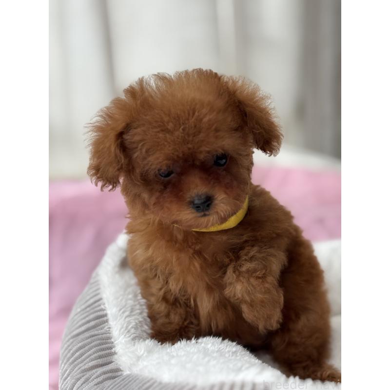 販売中の埼玉県のタイニープードル-426259の3枚目