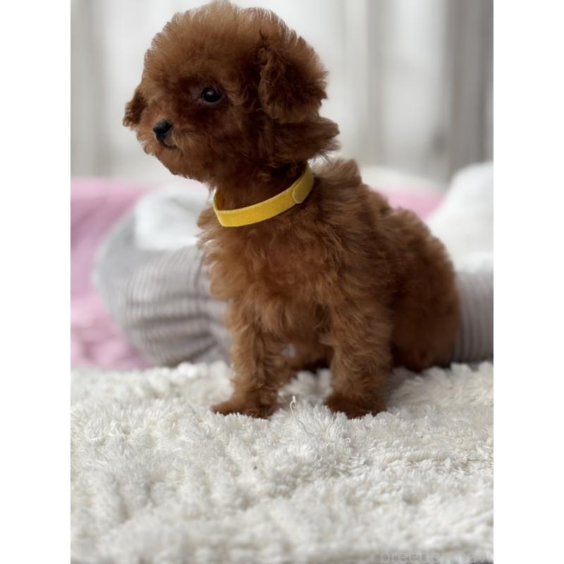 販売中の埼玉県のタイニープードル-426259の2枚目