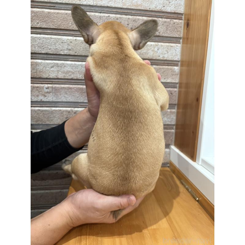 販売中の山形県のフレンチブルドッグ-426258の7枚目